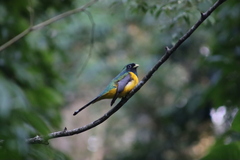 Trogon rufus chrysochloros