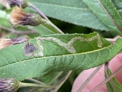 Liriomyza eupatoriella