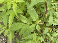 Bidens vulgata