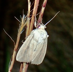 Leucania phragmitidicola