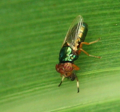 Physiphora clausa