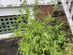 Bidens vulgata