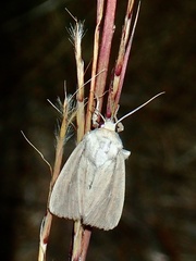 Leucania phragmitidicola