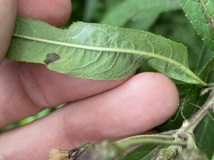 Liriomyza eupatoriella