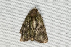 Phosphila miselioides
