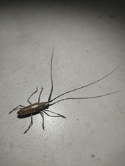 Neoptychodes trilineatus