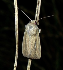 Leucania phragmitidicola