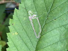 Stigmella apicialbella