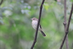 Cnemotriccus fuscatus