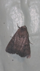Condica