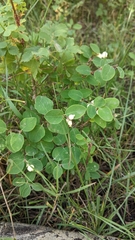 Symphoricarpos occidentalis