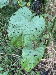 Ipomoea pandurata