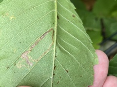 Stigmella apicialbella