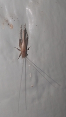 Trigonidiidae