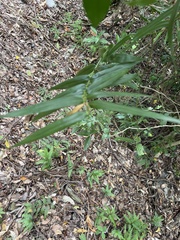 Flagellaria indica