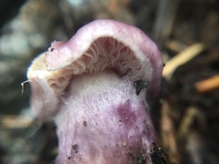 Inocybe lilacina
