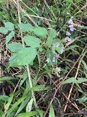 Desmodium perplexum