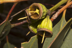 Eucalyptus angulosa