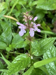 Stachys tenuifolia