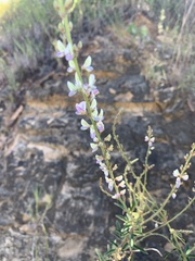 Desmodium sessilifolium