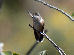 Selasphorus calliope