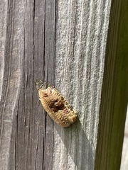 Stagmomantis carolina