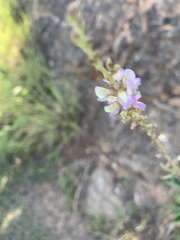 Desmodium sessilifolium