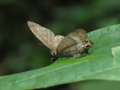 Euptychiina