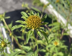 Bidens vulgata