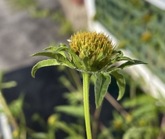 Bidens vulgata