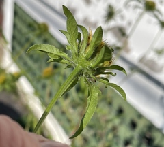 Bidens vulgata