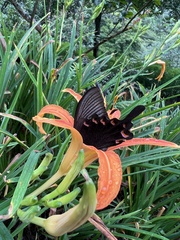 Papilio bianor thrasymedes
