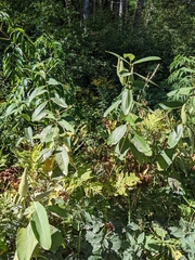 Asclepias syriaca