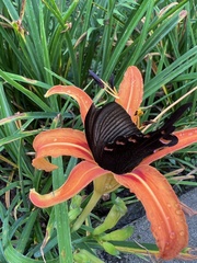 Papilio bianor thrasymedes
