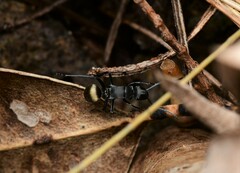 Polyrhachis tubifera