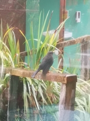 Turdus nigrescens