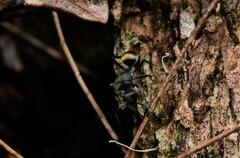Polyrhachis tubifera