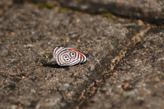 Diaethria clymena