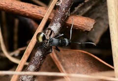 Polyrhachis tubifera