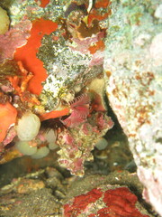 Serpula vermicularis