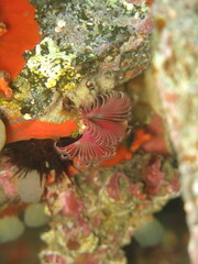 Serpula vermicularis