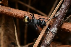 Polyrhachis tubifera