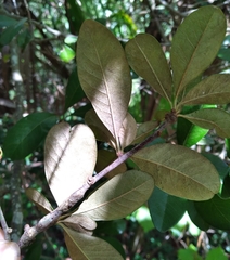 Cynipoidea