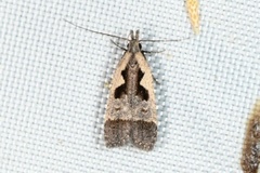 Dichomeris bilobella