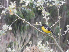 Pheucticus aureoventris