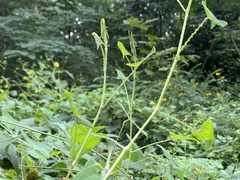 Persicaria perfoliata
