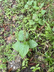 Coleus monostachyus