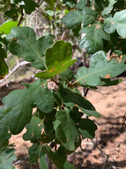 Quercus × eplingii