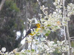 Pheucticus aureoventris