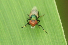 Physiphora clausa